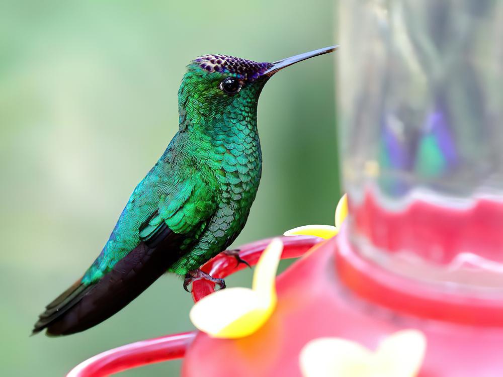 紫顶蜂鸟 / Violet-capped Hummingbird / Goldmania violiceps