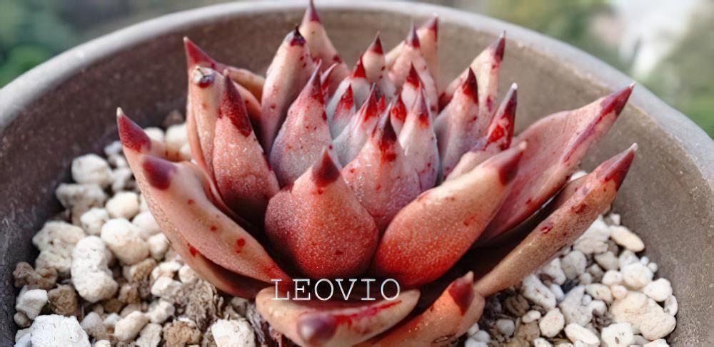 Echeveria agavoides-东云