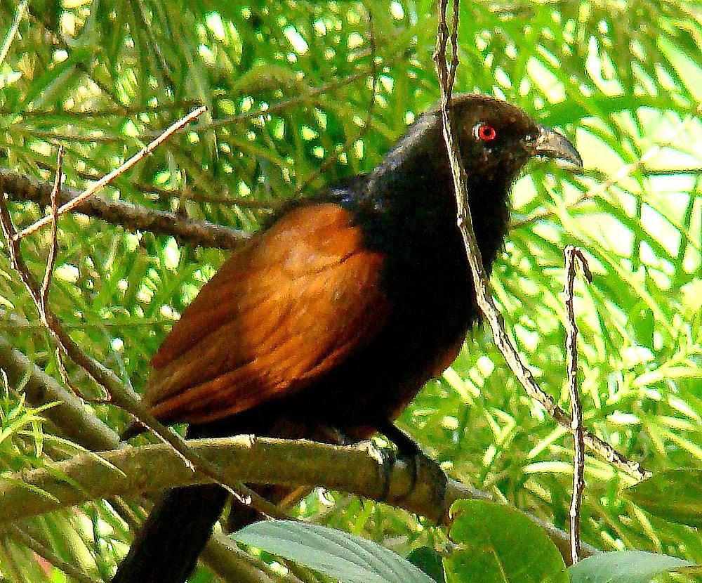 绿嘴鸦鹃 / Green-billed Coucal / Centropus chlororhynchos