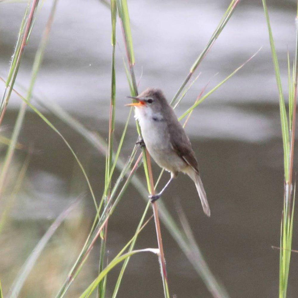 大沼泽苇莺 / Greater Swamp Warbler / Acrocephalus rufescens