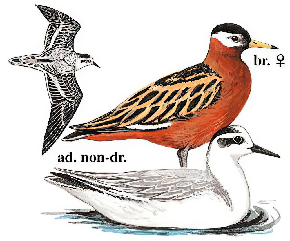 灰瓣蹼鹬 / Red Phalarope / Phalaropus fulicarius