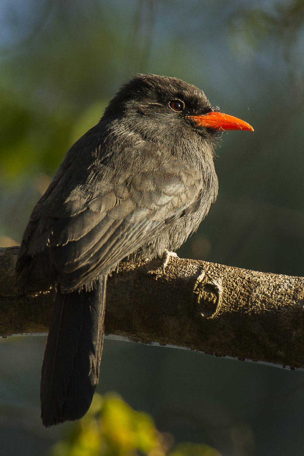 黑额黑䴕 / Black-fronted Nunbird / Monasa nigrifrons