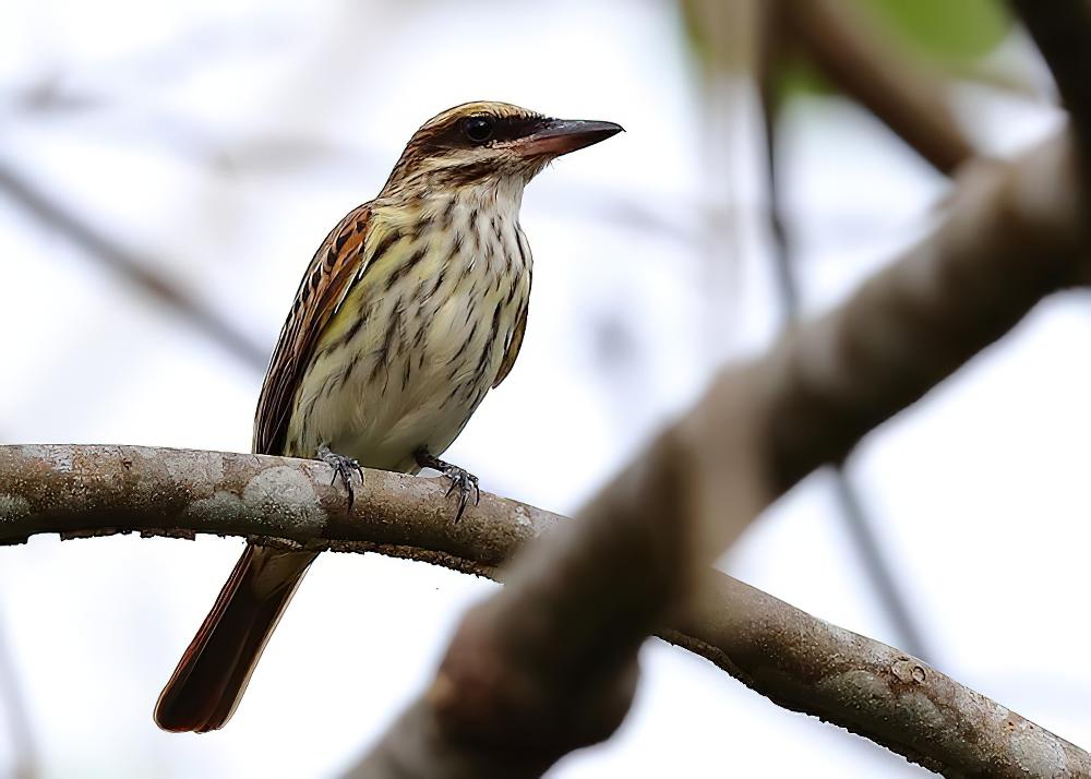 纹大嘴霸鹟 / Streaked Flycatcher / Myiodynastes maculatus