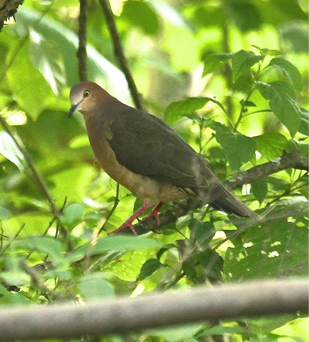 赭腹棕翅鸠 / Ochre-bellied Dove / Leptotila ochraceiventris