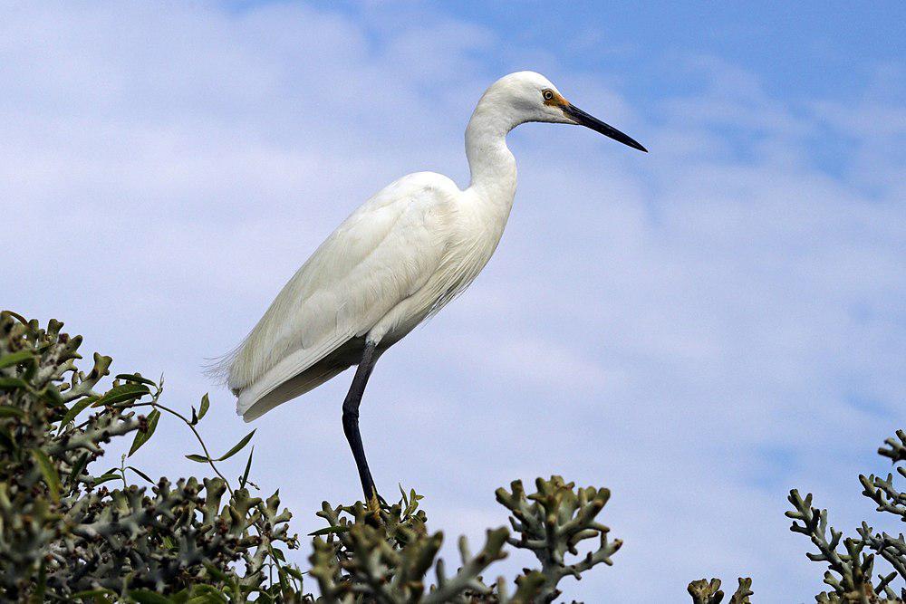 礁鹭 / Dimorphic Egret / Egretta dimorpha