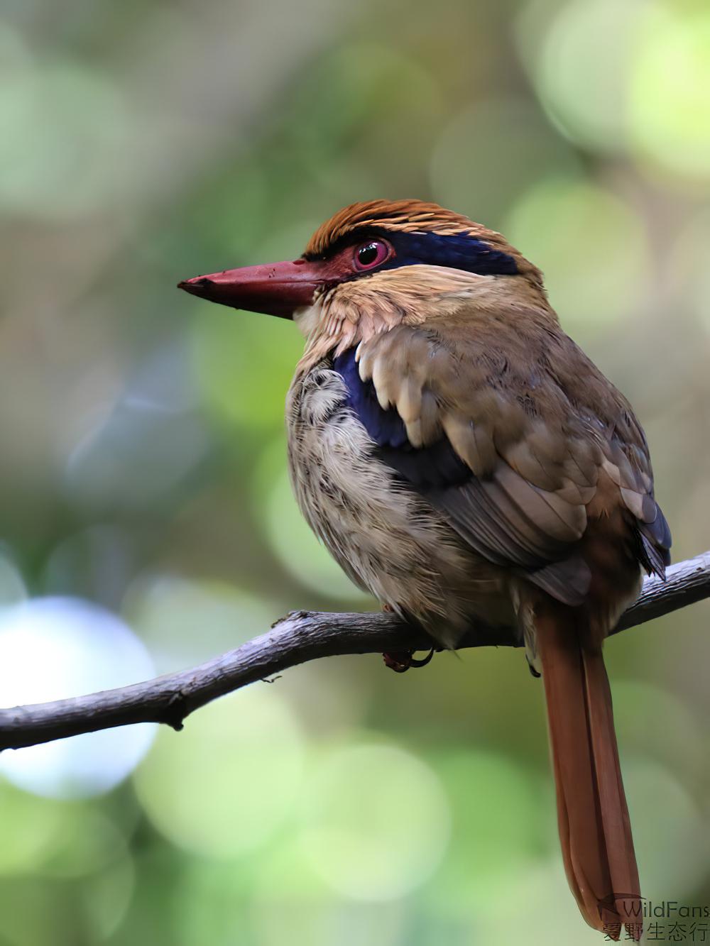 苏拉蓝耳翠鸟 / Lilac Kingfisher / Cittura cyanotis