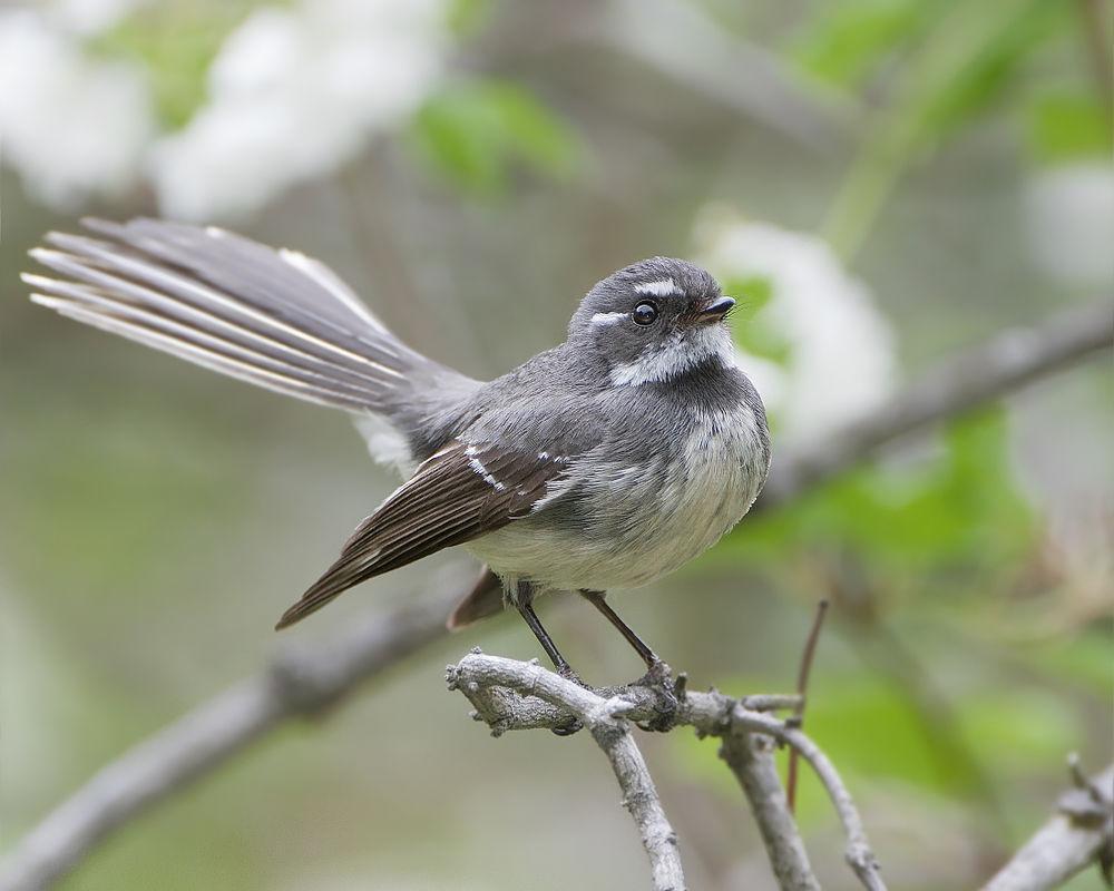 灰扇尾鹟 / Grey Fantail / Rhipidura albiscapa