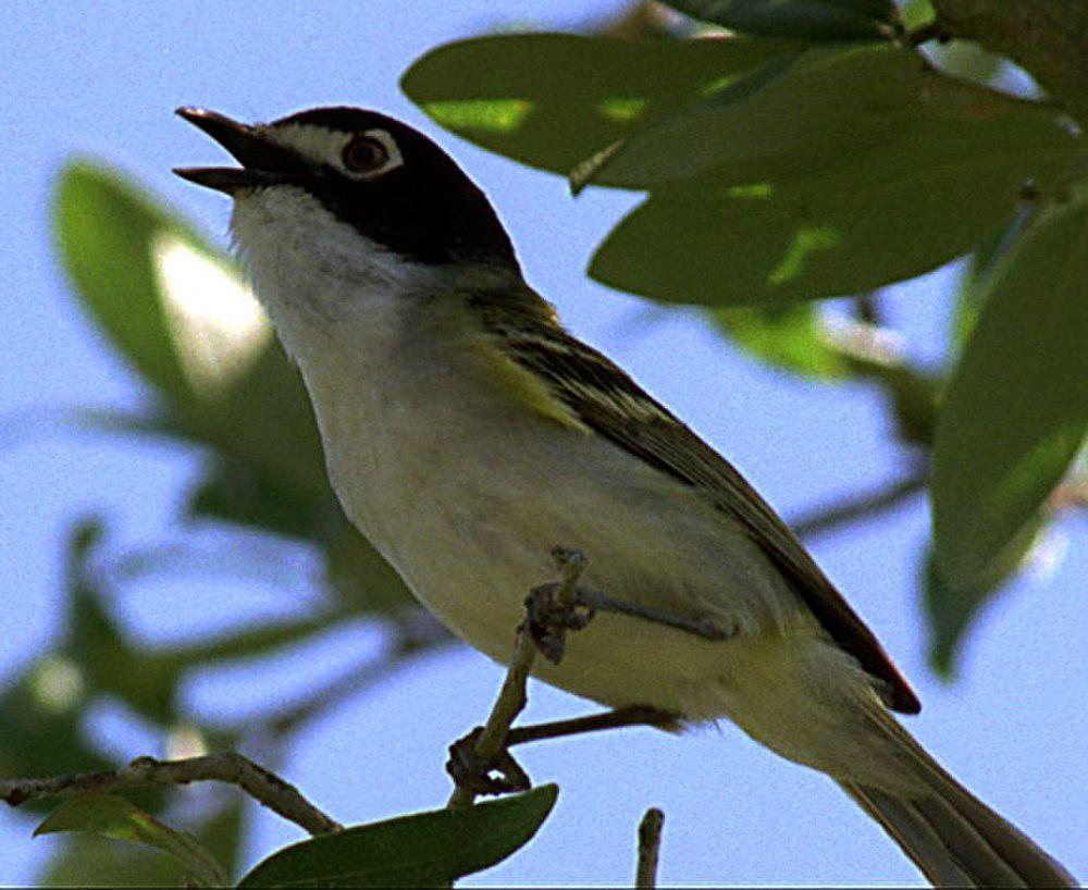 黑顶莺雀 / Black-capped Vireo / Vireo atricapilla