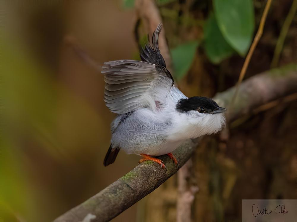 白须娇鹟 / White-bearded Manakin / Manacus manacus