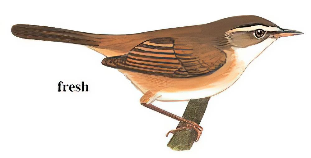 远东苇莺 / Manchurian Reed Warbler / Acrocephalus tangorum