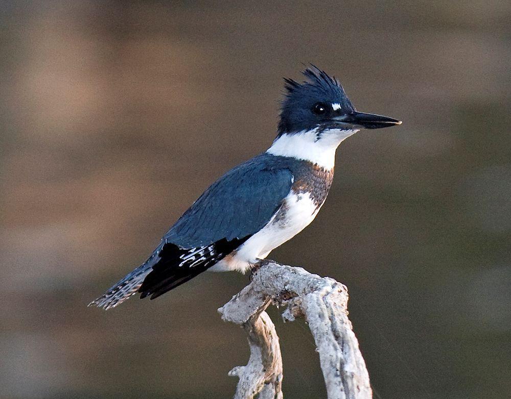 带鱼狗 / Belted Kingfisher / Megaceryle alcyon