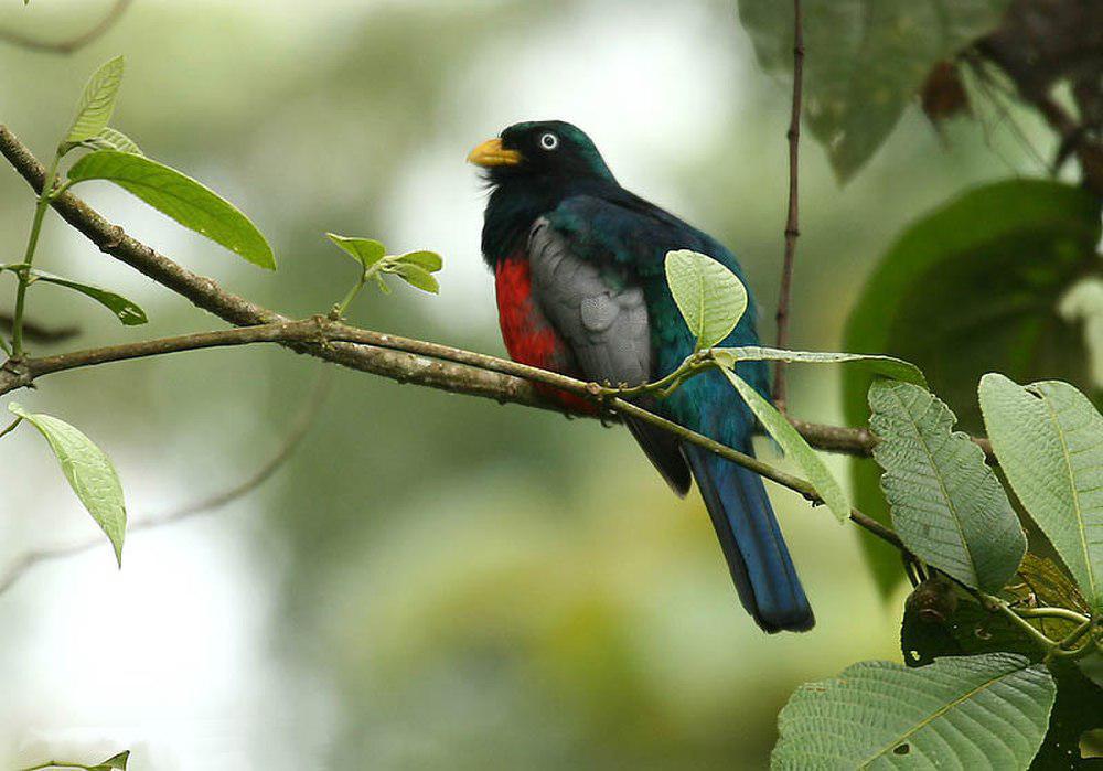 白眼美洲咬鹃 / Choco Trogon / Trogon comptus