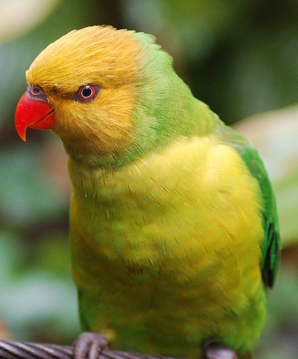 褐头绿鹦鹉 / Olive-headed Lorikeet / Trichoglossus euteles