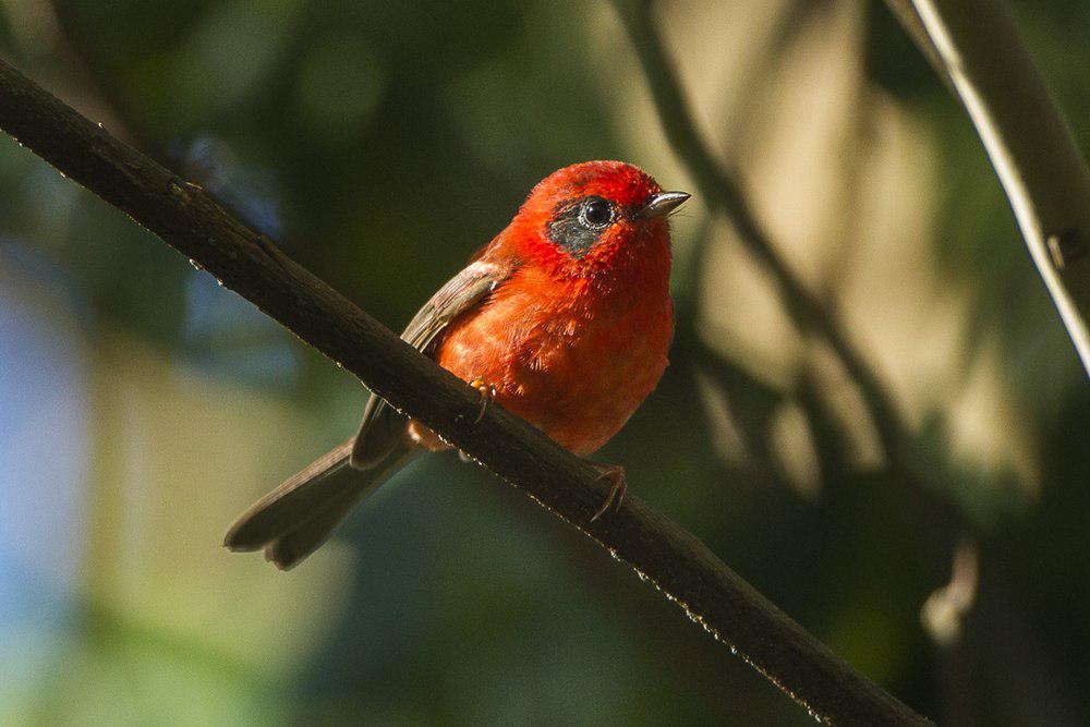 红头虫莺 / Red Warbler / Cardellina rubra