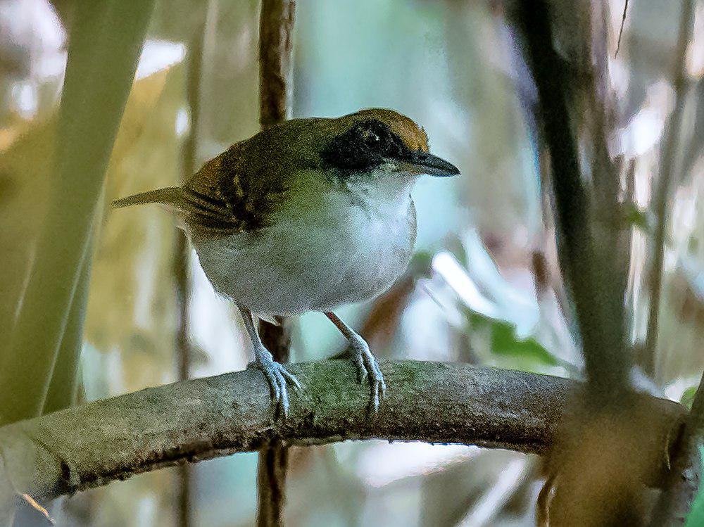 灰胸蚁鸟 / Ash-breasted Antbird / Myrmoborus lugubris