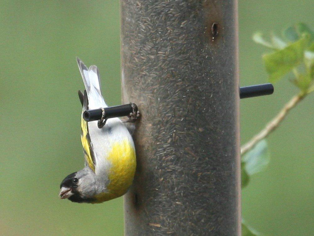 加州金翅雀 / Lawrence\'s Goldfinch / Spinus lawrencei