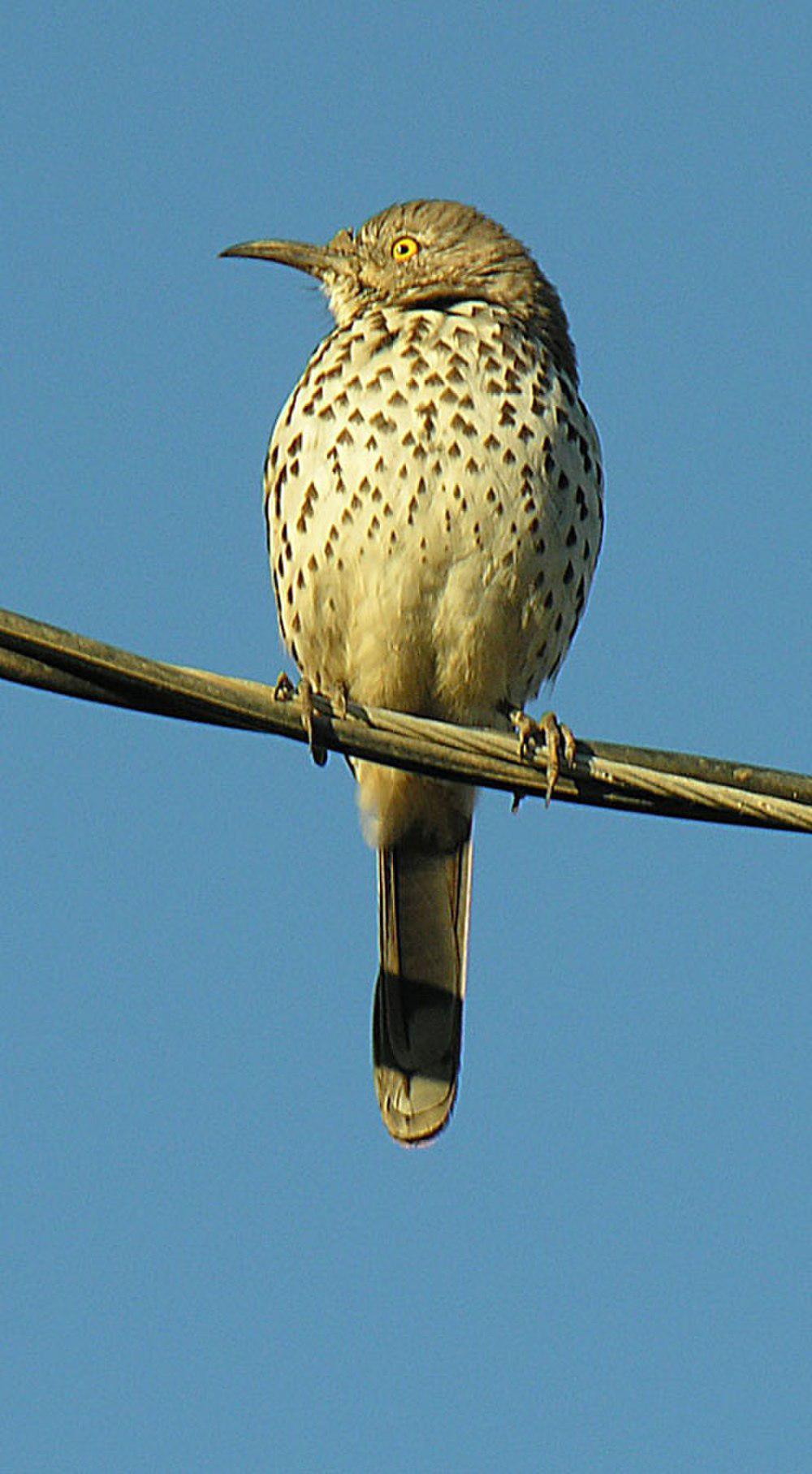 灰弯嘴嘲鸫 / Grey Thrasher / Toxostoma cinereum