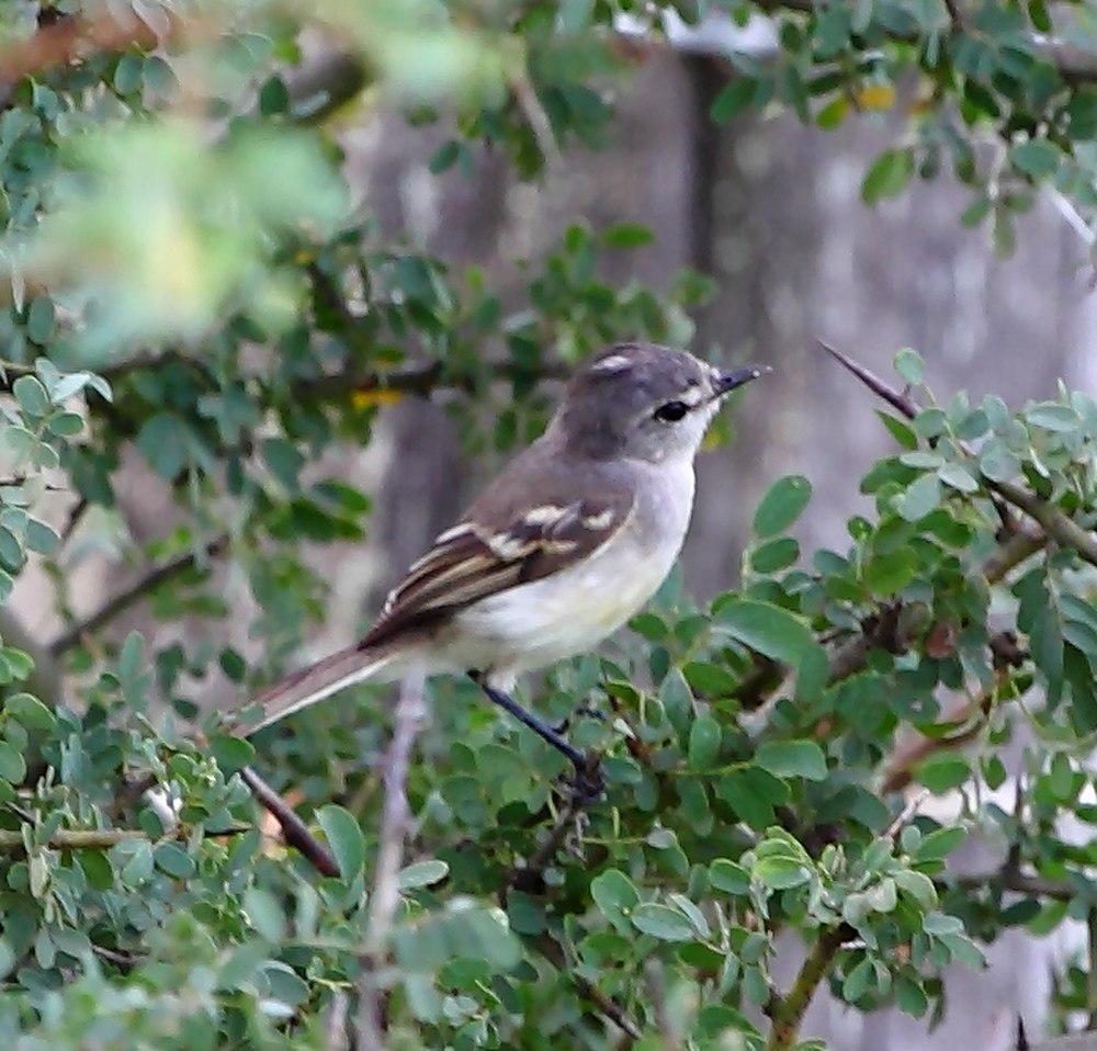 白腹姬霸鹟 / White-bellied Tyrannulet / Serpophaga munda