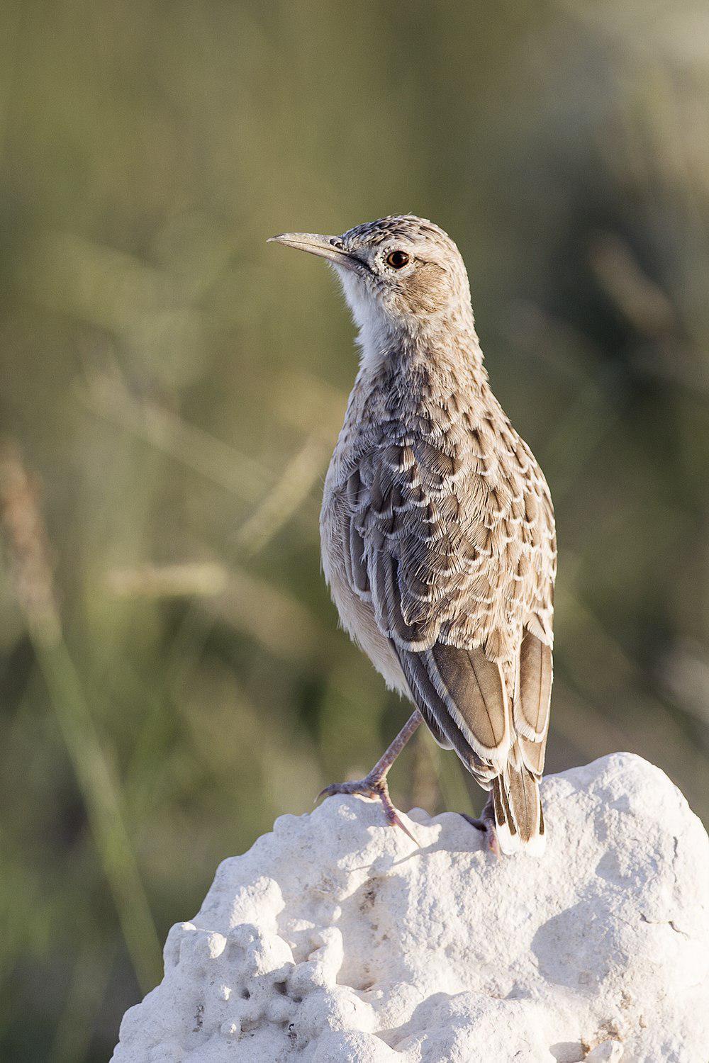 钉踝百灵 / Spike-heeled Lark / Chersomanes albofasciata