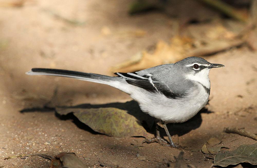 非洲山鹡鸰 / Mountain Wagtail / Motacilla clara