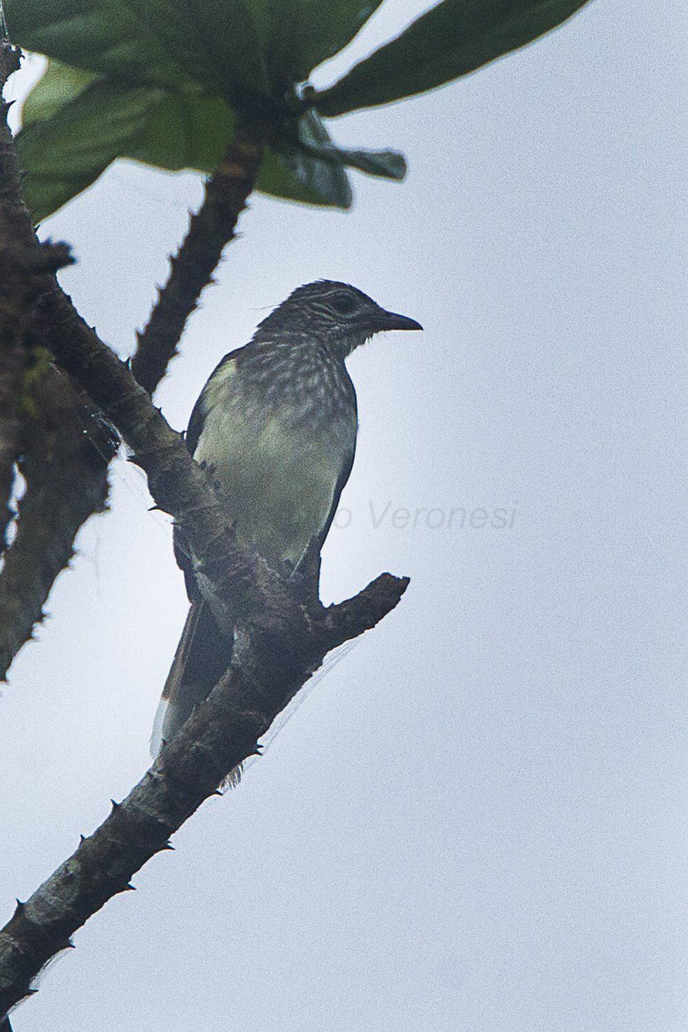 沼泽鹎 / Swamp Palm Bulbul / Thescelocichla leucopleura