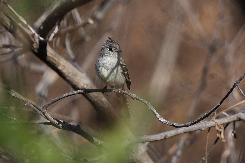 墨西哥霸鹟 / Pileated Flycatcher / Xenotriccus mexicanus