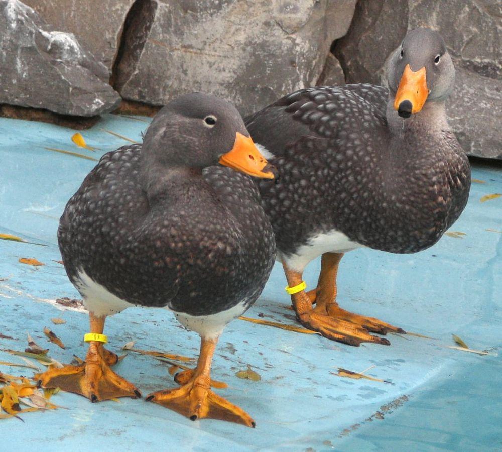 灰船鸭 / Fuegian Steamer Duck / Tachyeres pteneres