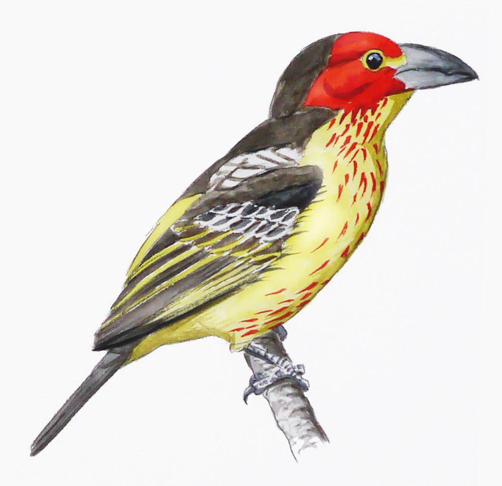 维氏拟䴕 / Vieillot\'s Barbet / Lybius vieilloti