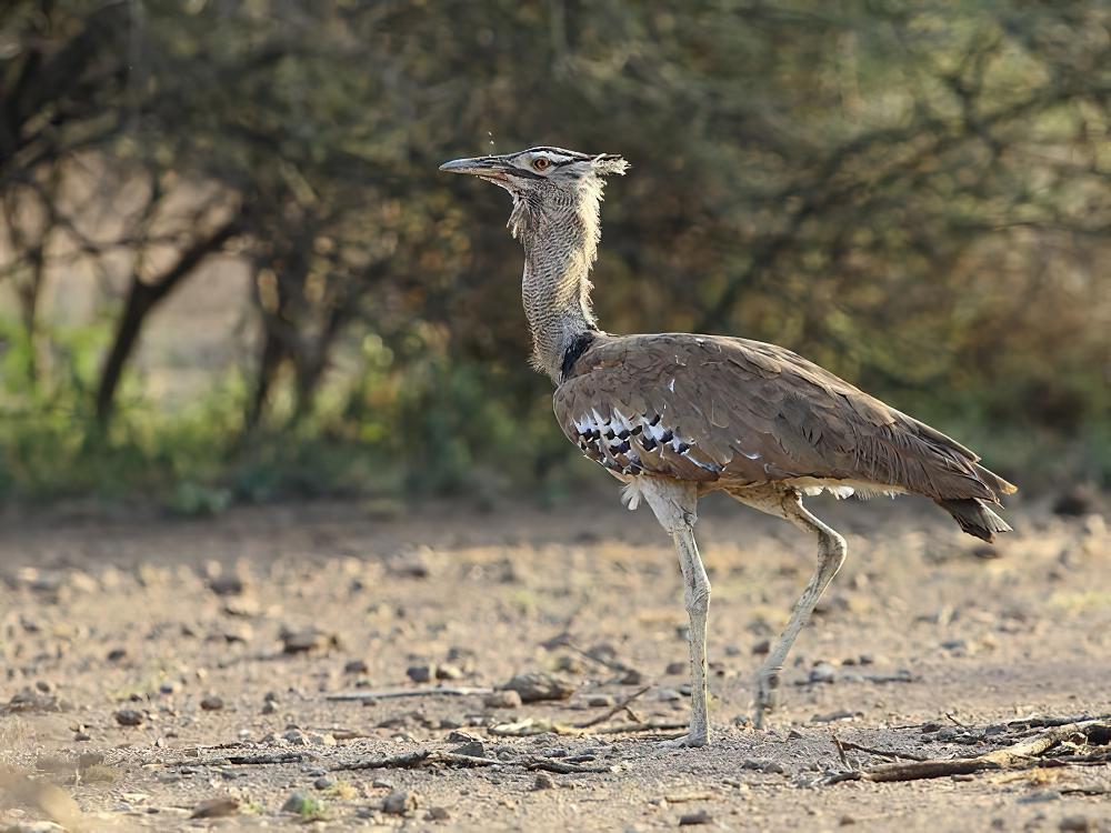 灰颈鹭鸨 / Kori Bustard / Ardeotis kori