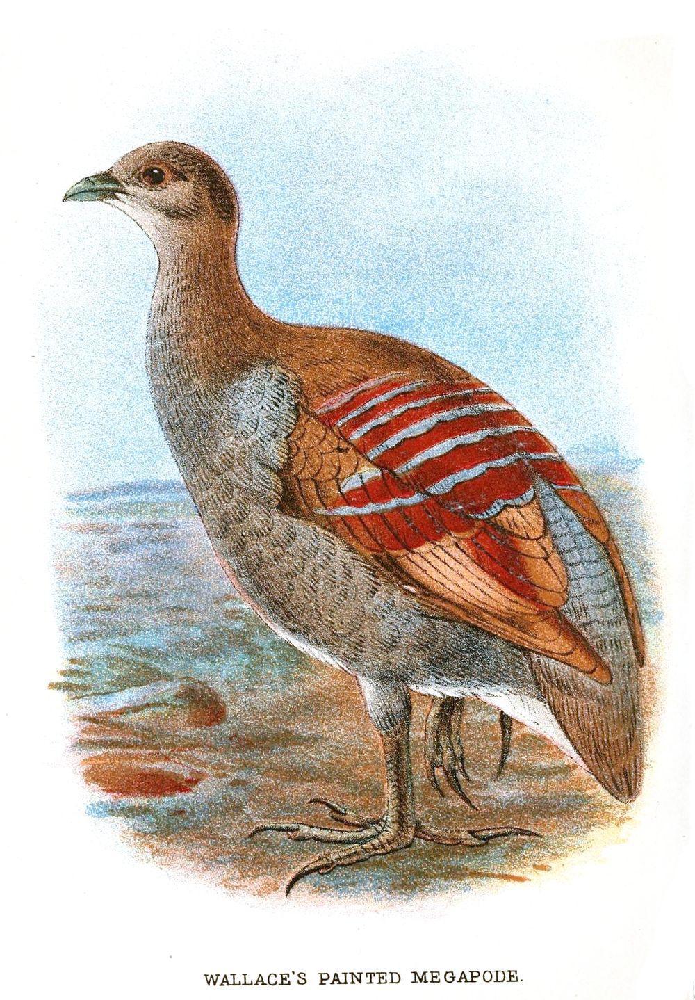 摩鹿加塚雉 / Moluccan Megapode / Eulipoa wallacei