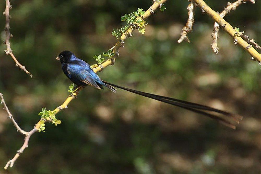 辉蓝维达雀 / Steel-blue Whydah / Vidua hypocherina