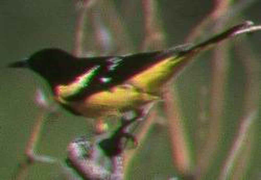 斯氏拟鹂 / Scott\'s Oriole / Icterus parisorum