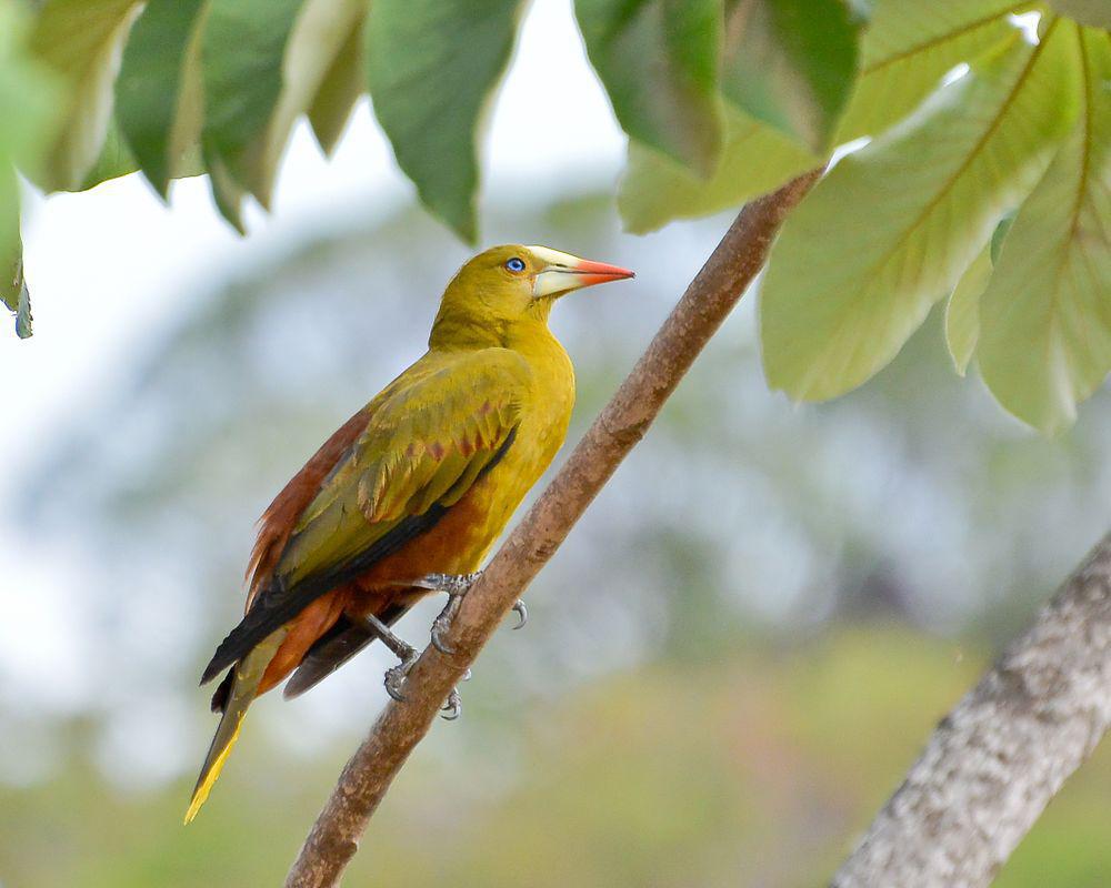 绿拟椋鸟 / Green Oropendola / Psarocolius viridis