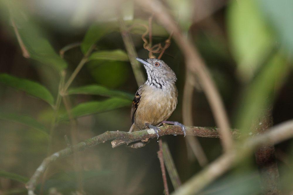 格喉蚁鹩 / Checker-throated Stipplethroat / Epinecrophylla fulviventris