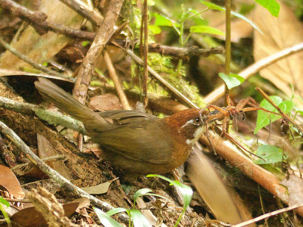 白喉尖鹛 / White-throated Oxylabes / Oxylabes madagascariensis