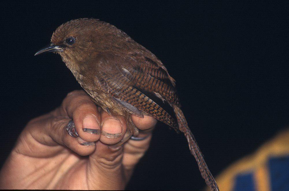 夏氏鹪鹩 / Sepia-brown Wren / Cinnycerthia olivascens