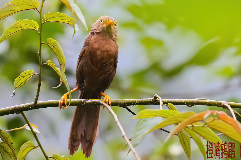 橙嘴鸫鹛 / Orange-billed Babbler / Argya rufescens