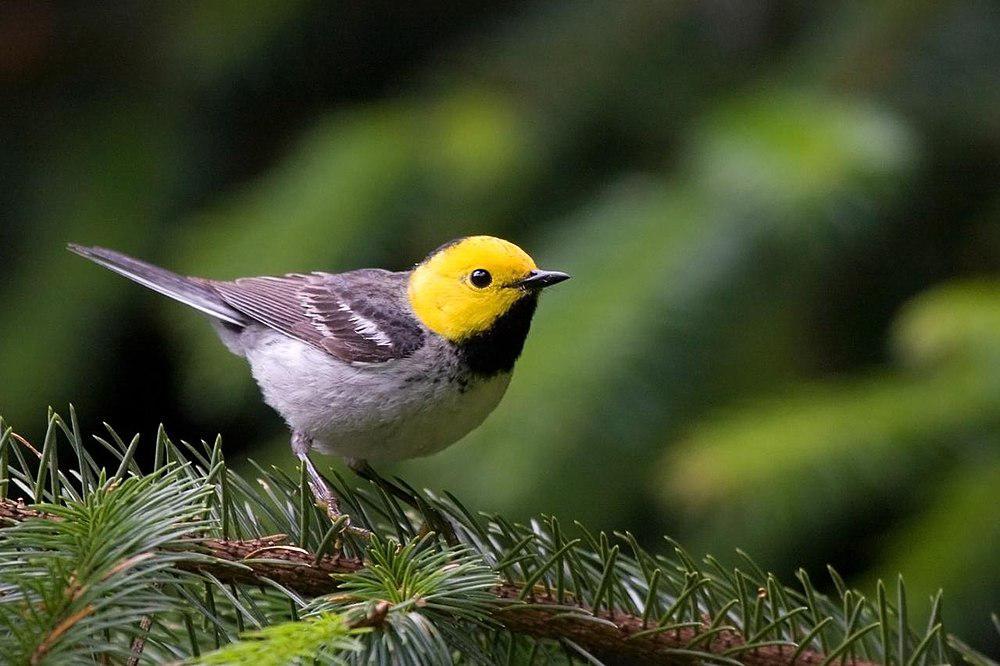 黄脸林莺 / Hermit Warbler / Setophaga occidentalis