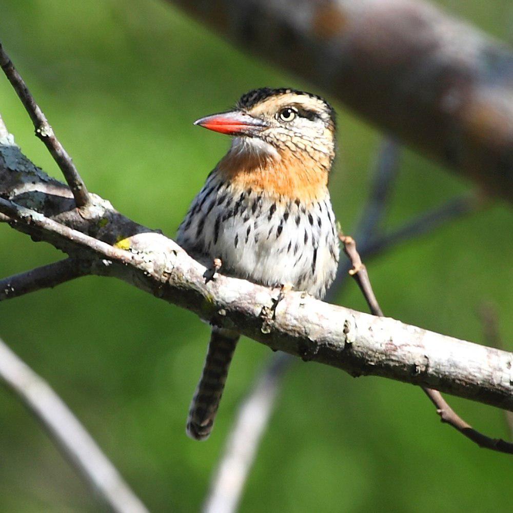 查科蓬头䴕 / Chaco Puffbird / Nystalus striatipectus