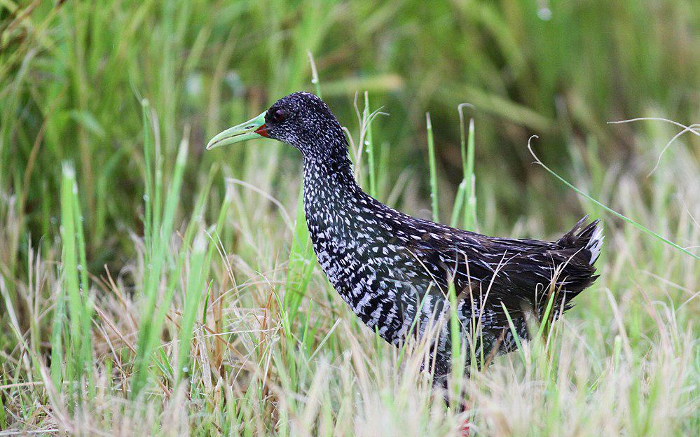 美洲斑秧鸡 / Spotted Rail / Pardirallus maculatus