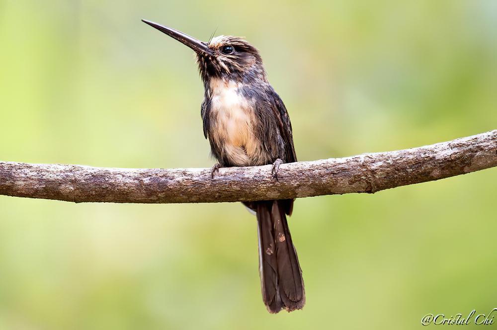 三趾鹟䴕 / Three-toed Jacamar / Jacamaralcyon tridactyla