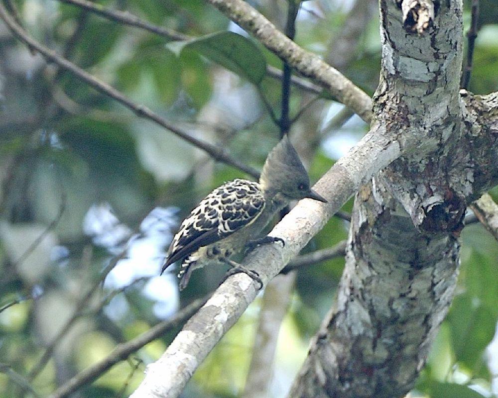 灰黄啄木鸟 / Grey-and-buff Woodpecker / Hemicircus concretus