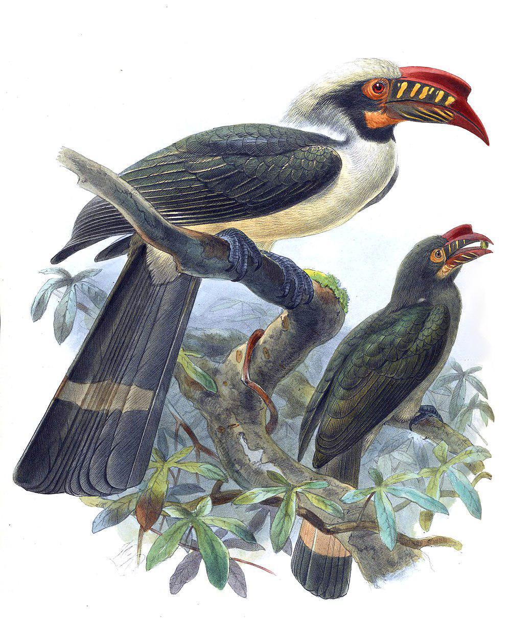 吕宋犀鸟 / Luzon Hornbill / Penelopides manillae