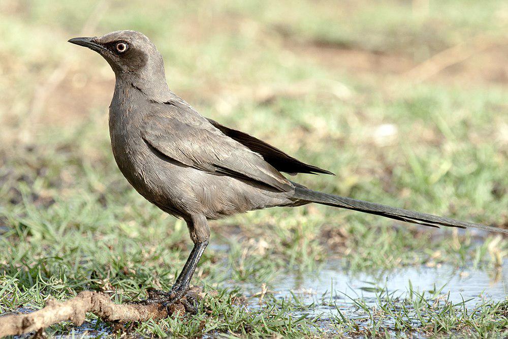 灰丽椋鸟 / Ashy Starling / Lamprotornis unicolor