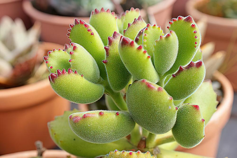 熊童子Cotyledon ladismithen