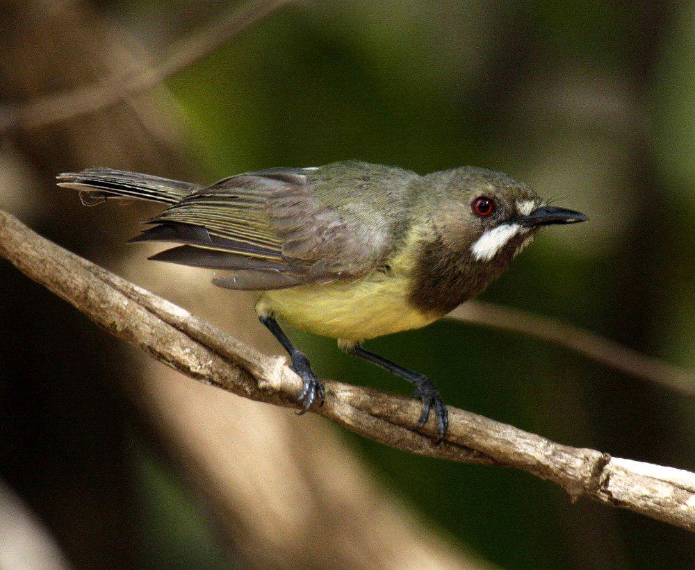 黑头噪刺莺 / Fairy Gerygone / Gerygone palpebrosa