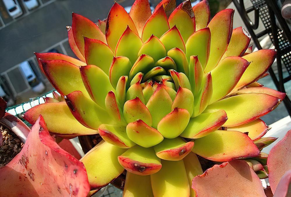 Echeveria agavoides-东云