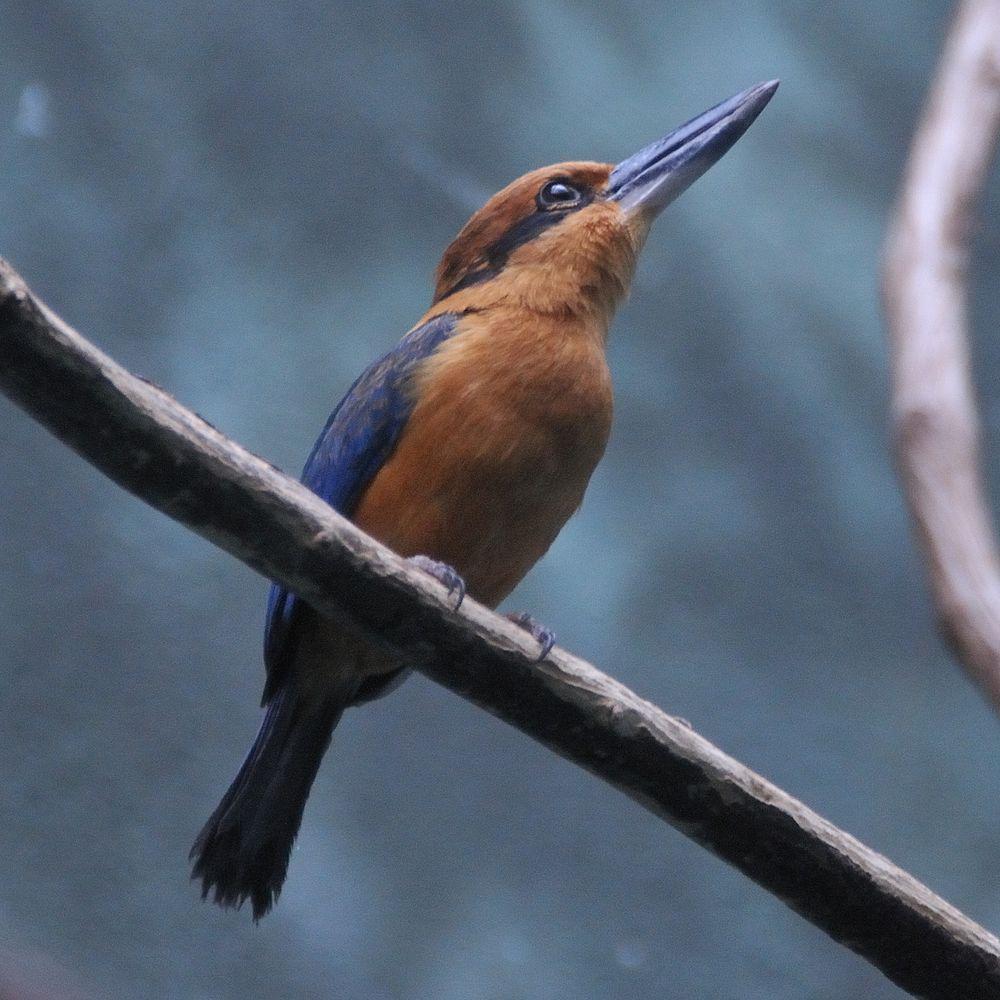 桂红翡翠 / Guam Kingfisher / Todiramphus cinnamominus