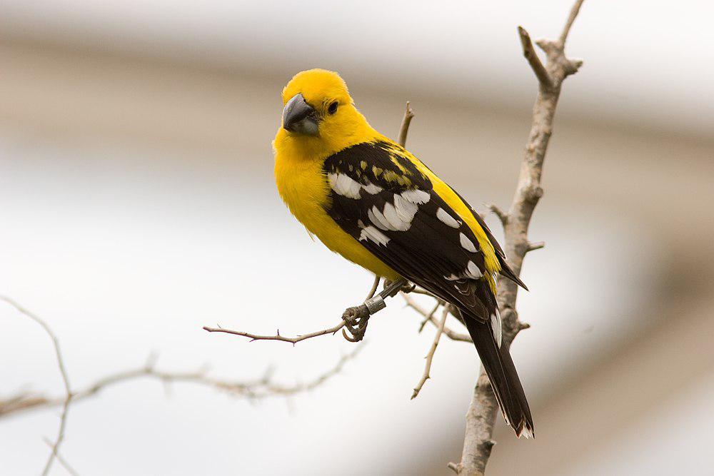 黄色白斑翅雀 / Yellow Grosbeak / Pheucticus chrysopeplus