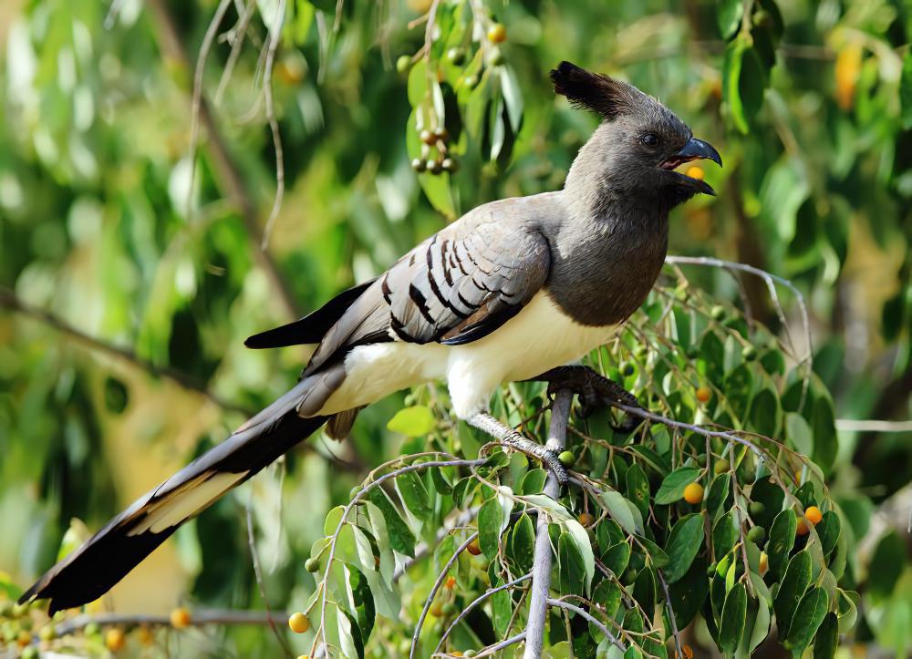 白腹灰蕉鹃 / White-bellied Go-away-bird / Corythaixoides leucogaster